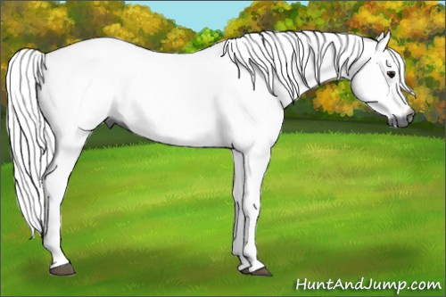 Horse Color:Gray Bay 