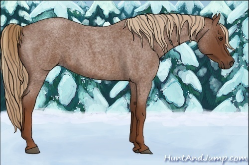 Horse Color:Red Roan
