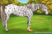 Horse Color:Liver Red Roan Sabino Splash Appaloosa  and Liver Red Roan Sabino Splash Appaloosa 