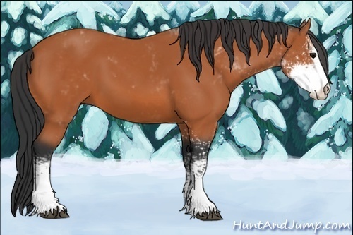 Horse Color:Bay Sabino