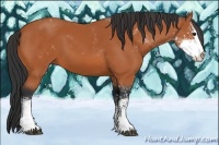 Horse Color:Bay Sabino 