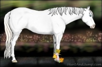 Horse Color:Smoky Creme Appaloosa 