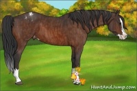 Horse Color:Brown Sabino Splash Varnish Brindle