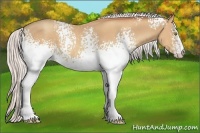 Horse Color:White Spotted Silver Sable Champagne
