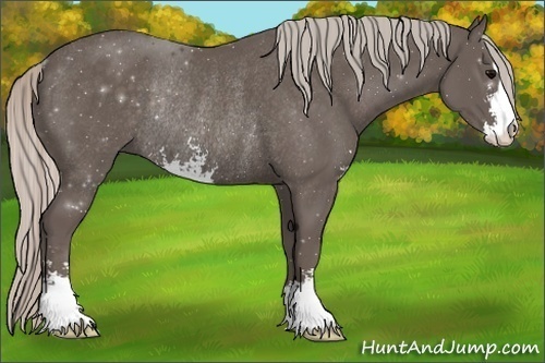 Horse Color:Silver Black Sabino Rabicano