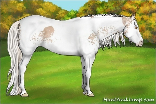 Horse Color:White Spotted Silver Black Ice Pearl Splash Tobiano