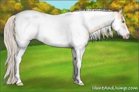 Horse Color:White Spotted Silver Classic Champagne Ice Tobiano Frame 