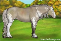 Horse Color:White Spotted Silver Grullo Sabino 