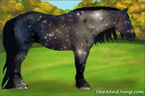 Horse Color:ERROR: UNKNOWN ANOMALY