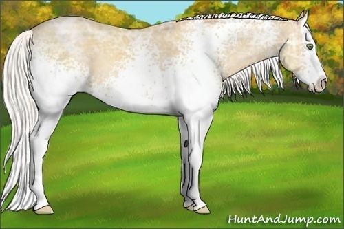 Horse Color:White Spotted Silver Classic Cream Champagne Ice Splash
