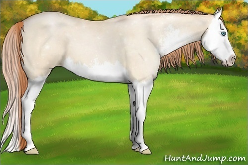 Horse Color:Buckskin Pearl Dun Sabino Splash 