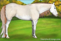 Horse Color:Buckskin Pearl Dun Sabino Splash