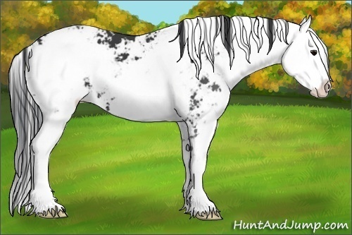 Horse Color:Black Sabino 