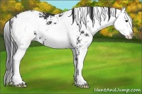 Horse Color:Black Sabino 