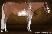 Horse Color:Silver Bay Sabino 
