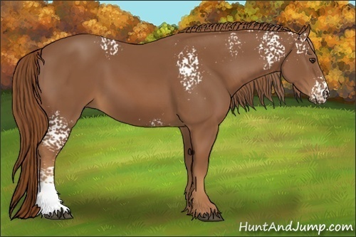 Horse Color:White Spotted Chestnut