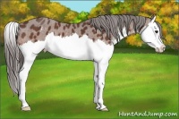 Horse Color:Bay Sabino Splash Varnish 