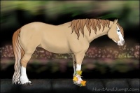 Horse Color:Red Dun Splash 