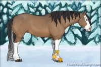 Horse Color:Bay Dun Splash