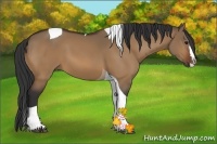 Horse Color:Bay Dun Splash Tobiano