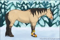 Horse Color:Bay Dun Splash