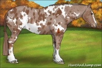 Horse Color:White Spotted Chestnut Sabino Varnish Rabicano 