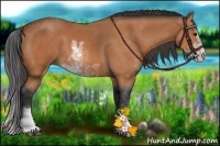 Horse Color:Bay Sabino 