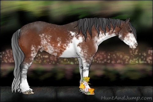 Horse Color:Bay Sabino 