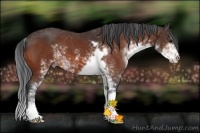 Horse Color:Bay Sabino 