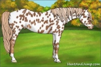 Horse Color:Chestnut Appaloosa