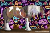 Horse Color:Nacre Bay Splash Tobiano 