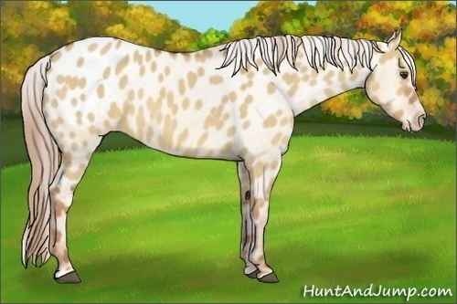 Horse Color:Red Dun Sabino Blanket Rabicano 