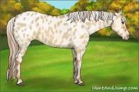 Horse Color:Red Dun Sabino Appaloosa Rabicano