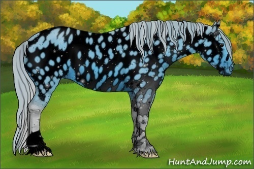 Horse Color:ERROR: UNKNOWN ANOMALY