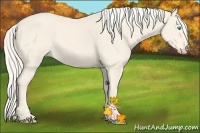 Horse Color:Cremello 