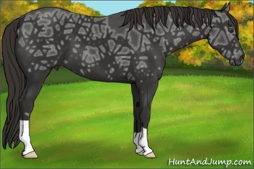 Horse Color:Liver Chestnut Ice 