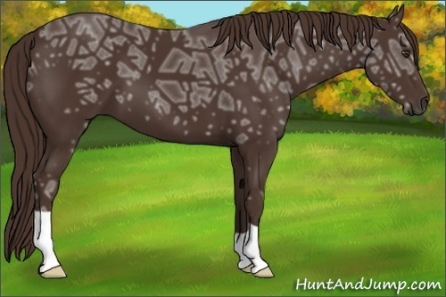 Horse Color:Liver Chestnut Ice 