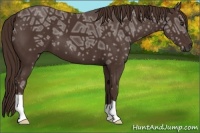 Horse Color:Liver Chestnut Ice