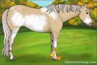 Horse Color:Silver Bay Dun Sabino Tobiano Frame Rabicano 