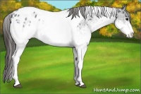 Horse Color:White Spotted Black Tobiano Appaloosa 