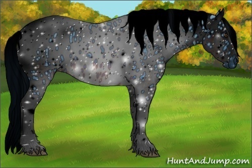 Horse Color:ERROR: UNKNOWN ANOMALY