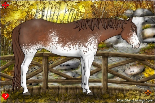 Horse Color:White Spotted Liver Chestnut 