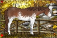 Horse Color:White Spotted Liver Chestnut