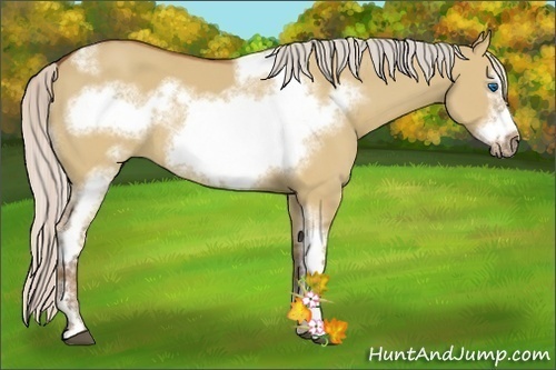 Horse Color:Silver Bay Dun Sabino Tobiano Frame Rabicano