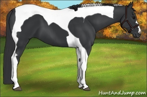 Horse Color:Black Tobiano 