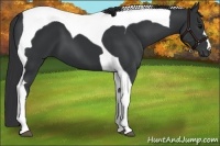 Horse Color:Black Tobiano 