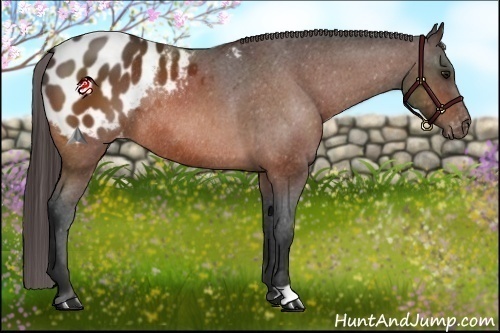 Horse Color:Bay Appaloosa Rabicano 