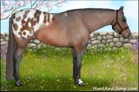 Horse Color:Bay Appaloosa Rabicano 