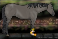 Horse Color:Grullo 
