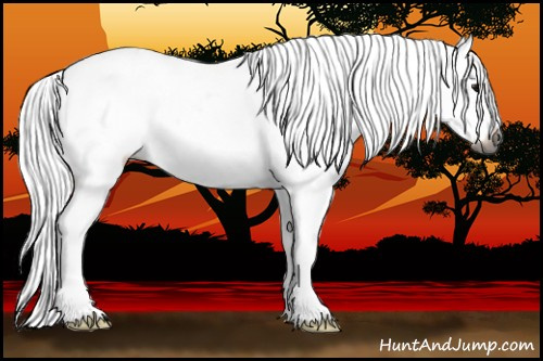 Horse Color:Gray White Spotted Bay Frame Appaloosa 